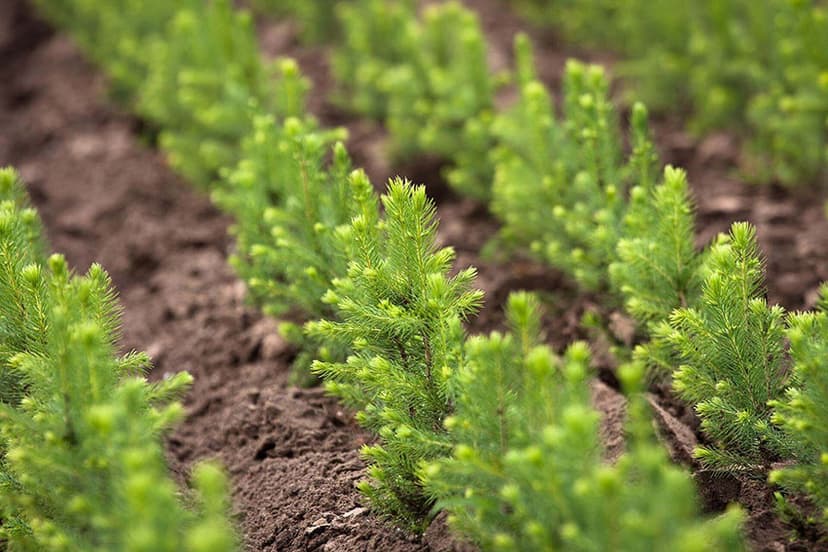 Jehličnaté dřeviny